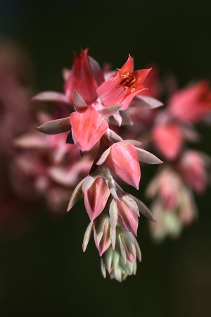 Succulent Flowers